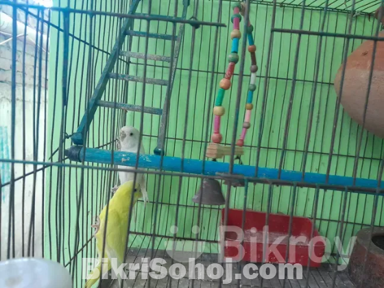 Bazriger Bird